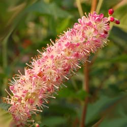 clethra alnifolia ruby spice